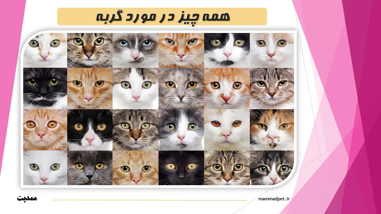 همه چیز درباره گربه‌ ها 🐾